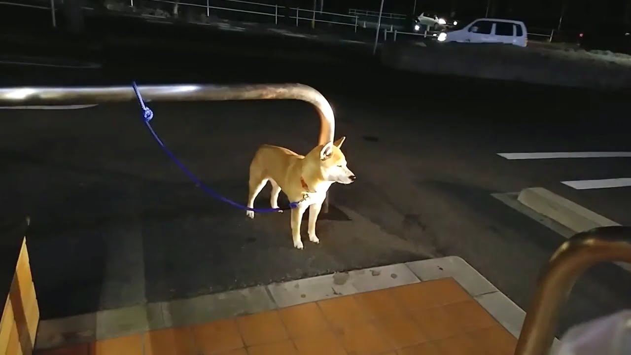 コンビニで飼い主の帰りを待つ犬 Youtube