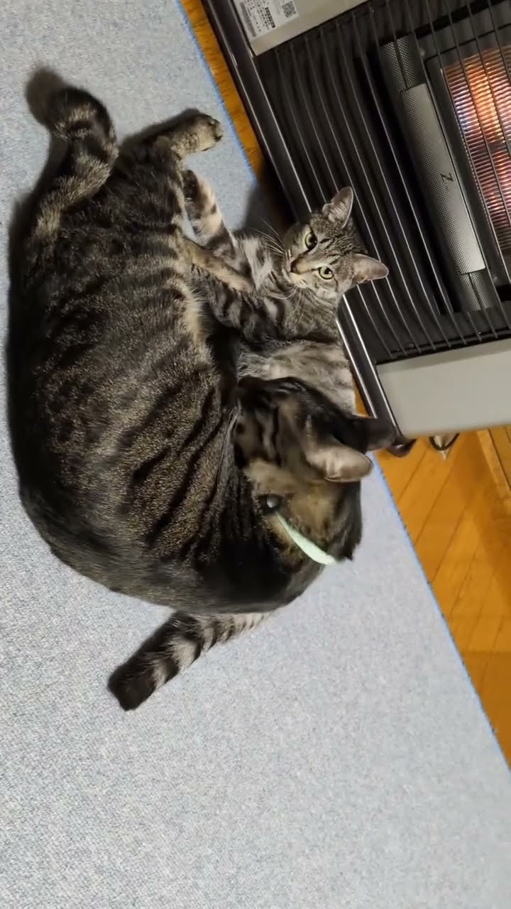 TOP DES VIDÉOS TRÈS DRÔLES LES CHATS ?????