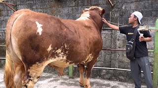 SAPI RAKSASA UNIK dan LANGKA 🔥