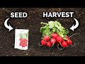 Growing radishes from seed to harvest 