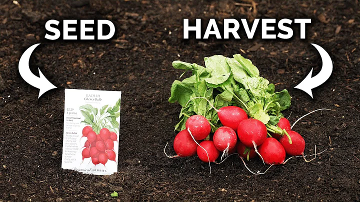 Growing Radishes, From Seed to Harvest 🌱 - DayDayNews