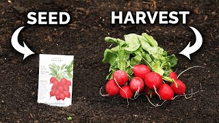 زراعة الفجل من البذرة إلى الحصاد 🌱