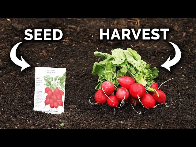 How To Plant Labanos Seeds