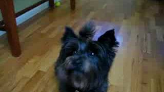 Cairn Terrier Tricks