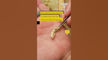 Knowing that the Varroa mites prefer to multiply inside drone cells, we can use that