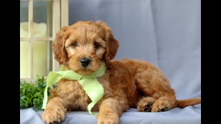Mini Irish Doodle Puppy for Sale