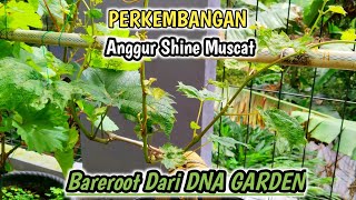 Shine Muscat Grapes Are Even More Alluring‼️Bareroot Delivery From DNA GARDEN-REMBANG✅