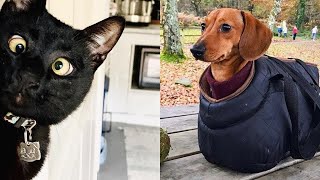 Tiktok Funny And Cute Pets / Tiktok's Cutest Pets #4 by Cute Paws 830 views 2 years ago 8 minutes, 17 seconds