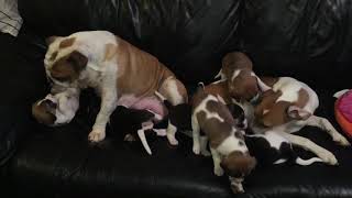 Harrier puppies by issoldda 222 views 6 years ago 1 minute, 2 seconds