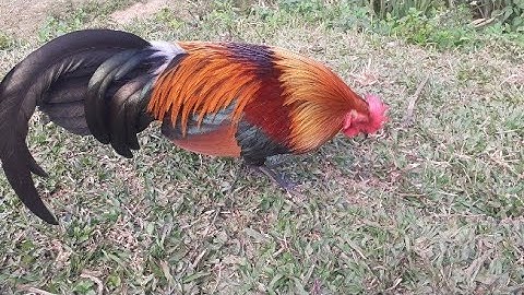 qaib dib dib tuaj zoo heev noob qaib dib tuaj zoo. nyiam noob tau