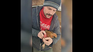 Обрезание клюва.