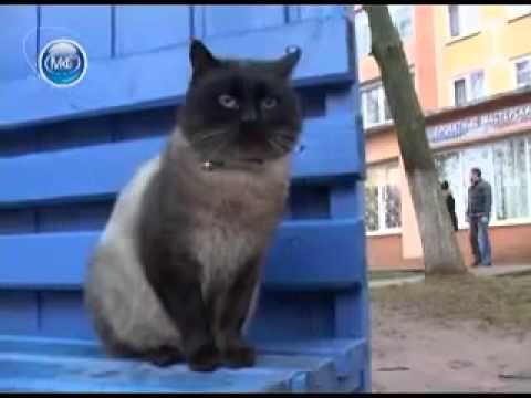 Верность кота