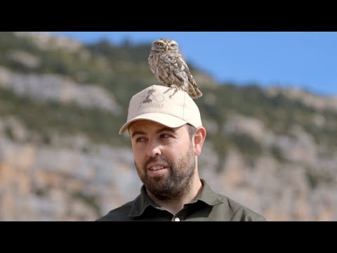 Vídeo: Els llops s'aparellen de per vida a National Geographic?