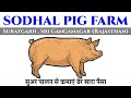 Sodhal Pig Farm | सुअर फार्म कैसे करें | पिग फार्मिंग से कमाएं लाखों रुपये | Swastik Pig Farm