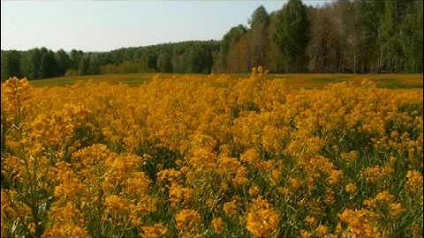 القول في ضرورة ختم القران الكريم في صلاة التراويح- الشيخ ابن عثيمين رحمه الله