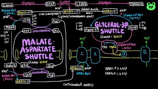 NADH Shuttles | CAC & ETC 04 | Biochemistry | PP Notes | Lehninger 6E Ch.19