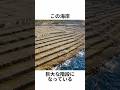 この海岸、巨大な階段になっている。