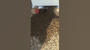 Ground Bee Swarm Walks Into Empty Hive 2