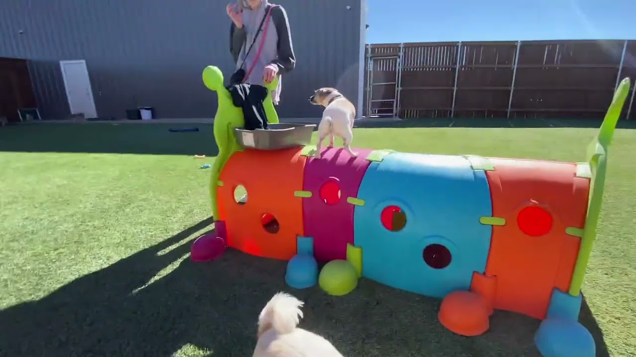 Saturday at Canine Country Club Amarillo | Luxury Pet hotel and Spa