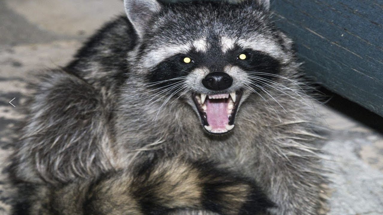 A Big Raccoon Was In My Yard Ready To Attack Me Just Now YouTube A Big Raccoon Was In My Yard Ready To Attack Me Just Now YouTube
