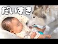 ハスキーの愛情表現を無抵抗で受け入れる0才児が凄すぎました...笑