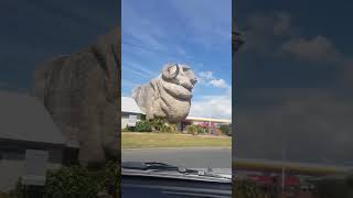 Big Merino Waltz. by Lucy Ivans Homestead 85 views 7 months ago 1 minute, 33 seconds