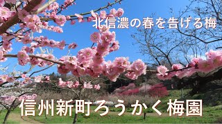 信州新町ろうかく梅園 /北信濃の春を告げる梅  / 4ヘクタール1000本の梅