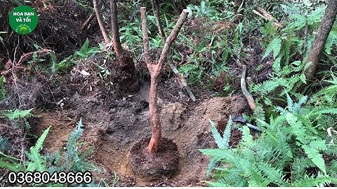 GL.sim rừng dáng đẹp và quái.Hoa bạn và tôi