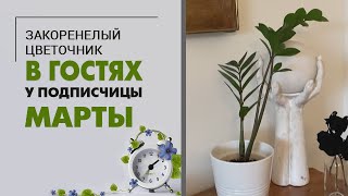 видео: В гостях у Марты. Питерская квартира, достойная восхищения картинка: В гостях у Марты. Питерская квартира, достойная восхищения