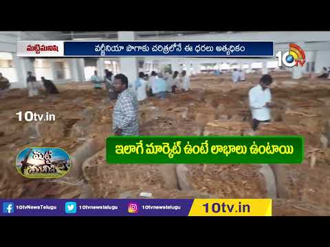 Virginia Tobacco Price High in West Godavari | రికార్డుస్థాయికి వర్జీనియా పొగాకు ధర | 10TV News