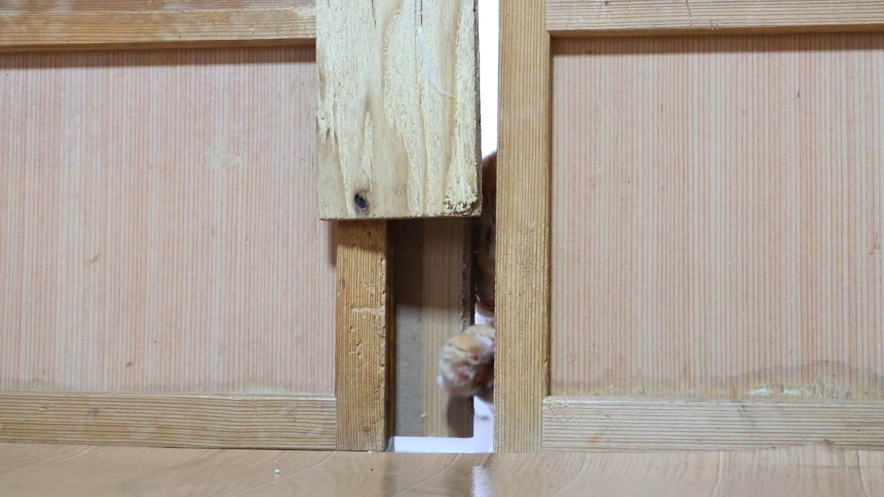 戸を開けるチャトラ 260713 - YouTube