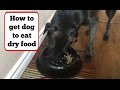 How to Get Your Picky Dog To Eat Dry Food (Using Peanut Butter) + Dog Eating From Spoon