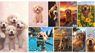 cute puppy dp||cute cat wallpaper||cute dog photos||baby puppy pictures||baby dog photo||lovely dpz screenshot 2