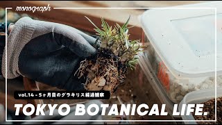 TOKYO BOTANICAL LIFE - vol.14 種から育てて5ヶ月目のグラキリスを植え替える