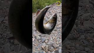 Мушка из ЧИСТОГО СЕРЕБРА косит ХАРИУСА в Таёжной Реке #тайга #рыбалка