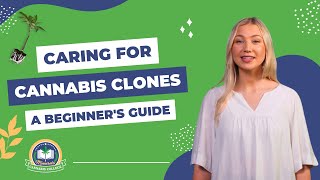 Caring for Cannabis Clones: A Beginner's Guide
