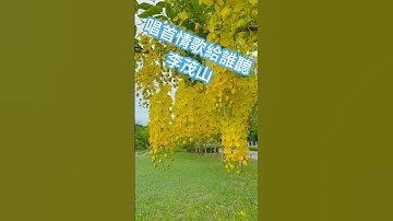 李茂山 演唱「唱首情歌給誰聽」👍💯❤️🌹#李茂山#唱首情歌給誰聽 #經典歌曲