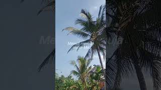 Download Lagu dibawah langitmu #opick MP3