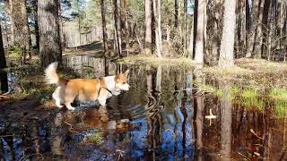 Corgi And Boat by Sid Woodstock 394 views 1 year ago 7 seconds