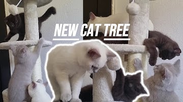 Kitten GETTING their FIRST Cat Tree