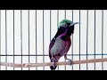 Kolibri Ninja Sang Master Gacor Isian Cililin Mp3 - Mp4 Download