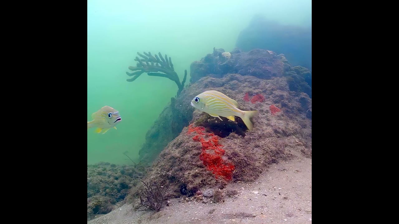 Coral City Camera | French Grunt Mouth Off | 11.15.20