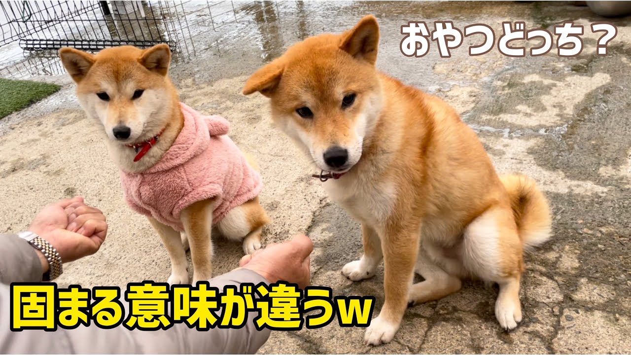 柴犬子犬きょうだいにおやつどっちゲームをしたらオスワリで固まる姿が可愛いwww YouTube