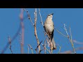 Northern Mockingbird Song 5 mins HD