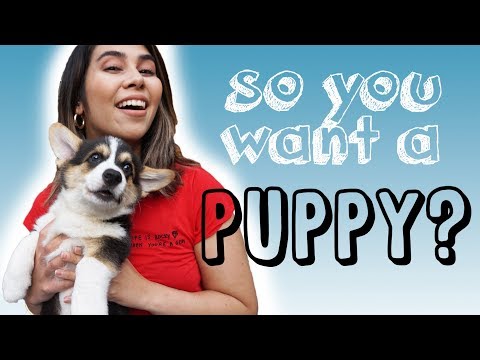 is-a-puppy-hard-work?-training-top-tips-w/-corgi-puppy