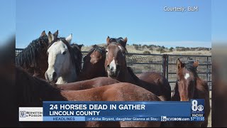 24 wild horses die during Bureau of Land Management roundup in Nevada