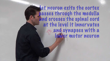 Spinal Pathways