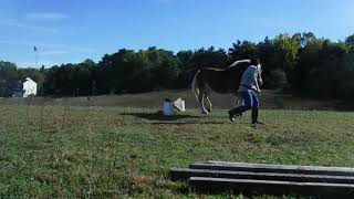 Larken Jumping Again! And Attempting Longe, one step at a time.