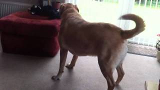 Dumbest Labrador In The World?