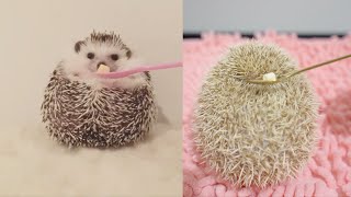 My hedgehog vs others' Hedgehog